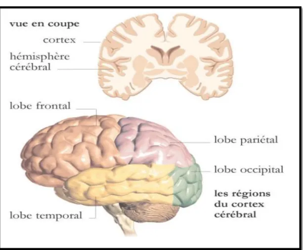 Figure 07 : Les lobes du cerveau 