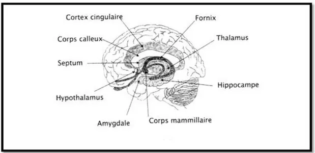 Figure 08 : Les structures du système limbique (le circuit émotionnel). 