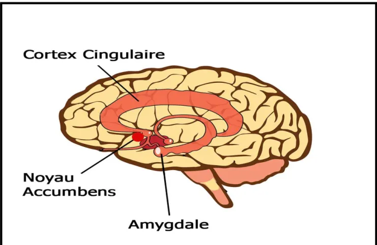 Figure 09 : Les structures spécifiques du système limbique 