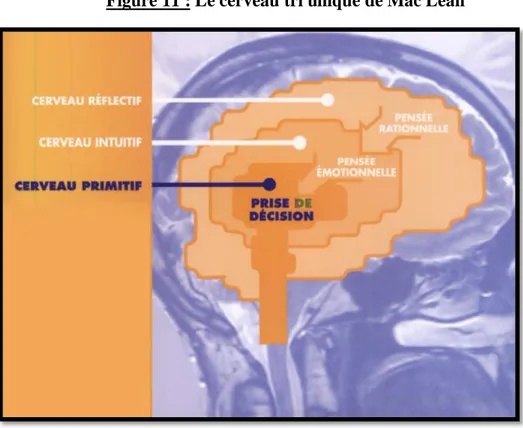 Figure 11 : Le cerveau tri unique de Mac Lean 