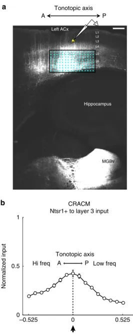 Fig. 6 Channelrhodopsin-assisted mapping of L6-Ntsr1 input to L3. a Confocal image of channelrhodopsin expression in the auditory cortex.