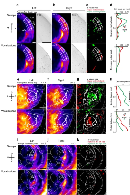 Fig. 1 Sweeps and mouse vocalizations evoke lateralized activation in the ACx. a Coronal plane showing average Fos density (left) and Fos-positive cells stack (right) for sweeps (top, n = 3 mice) and vocalizations (bottom, n = 3 mice) in the left ACx; scal