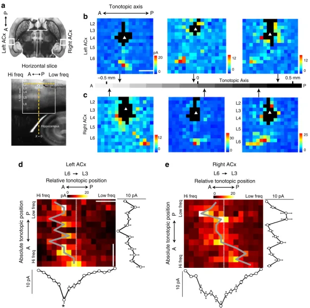 Fig. 2 Hemispheric differences in sweep direction selectivity. Cell-attached recordings showing tone and sweep selectivity in L2/3 neurons