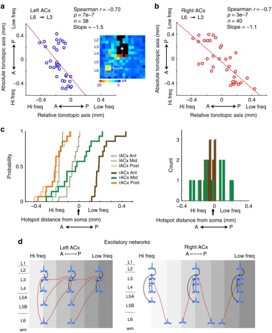 Fig. 4 Lateralized circuit-motifs in the left and right ACx. a, b Population scatter plot pairing each cell ’ s absolute tonotopic position ( y axis) with the relative tonotopic location of its L6 hotspot centroid ( x axis), for the left and right ACx, res