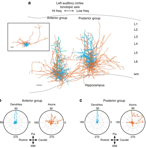 Fig. 5 Axonal arborizations re ﬂ ect circuit-motifs in the left ACx. a Neurolucida reconstructions of L6 pyramidal neurons in anterior ( n = 4) and posterior ( n = 5) regions of the ACx