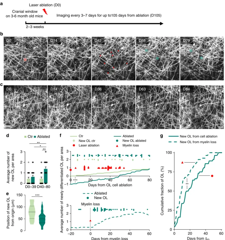 Fig. 1 Demyelination due to single OL ablations triggers OPC differentiation in the cortex