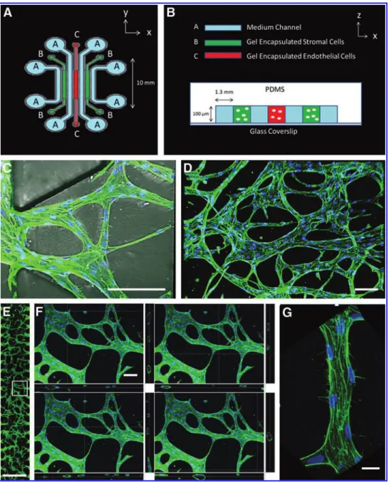 FIG. 1. (A) Top view diagram of multiculture microfluidic device containing three parallel gel regions for encapsulation of endothelial and stromal cells