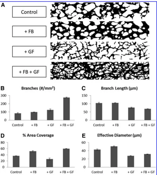 FIG. 3. (A) Representative binary images of MVNs formed under conditions of endothelial cell (EC) monoculture in EGM-2 MV  medi-um; EC + Fibroblast (FB) noncontact coculture in EGM-2 MV medium;