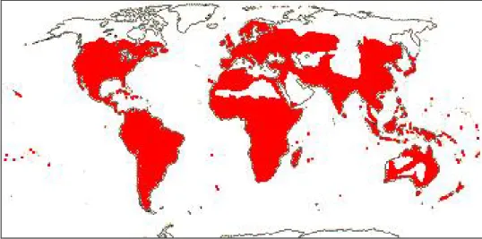 Figure 1 : Répartition des Rhamnacées dans le monde (Judd et al., 2002)