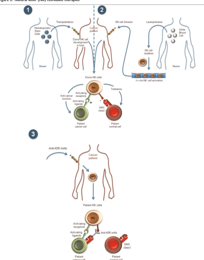 Figure 2. Natural killer (NK) cell-based therapies