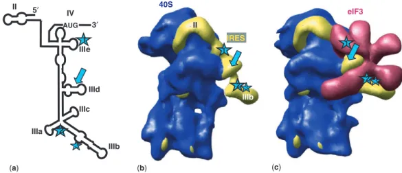 Figure 6. Location of the cleavages induced by the DNA conjugates onto the HCV IRES secondary and tertiary structures in complex with the 40S subunit and eIF3 derived from cryo-EM data (16)