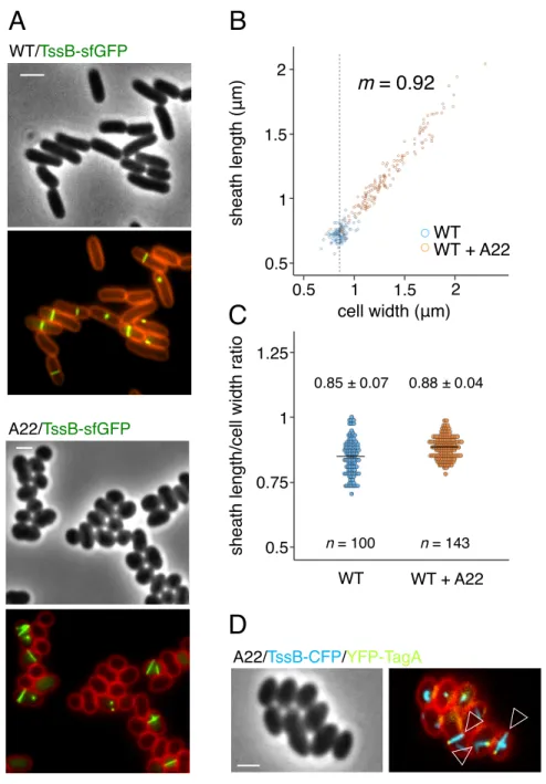 Fig.  4.  Cell  width  dictates  T6SS  sheath  length.  (A)  Representative  fluorescence  micrographs  of  EAEC cells producing TssB-sfGFP in absence (upper panel) or in presence of the MreB inhibitor A22  (lower panel), and labelled with FM4-64 (upper pa