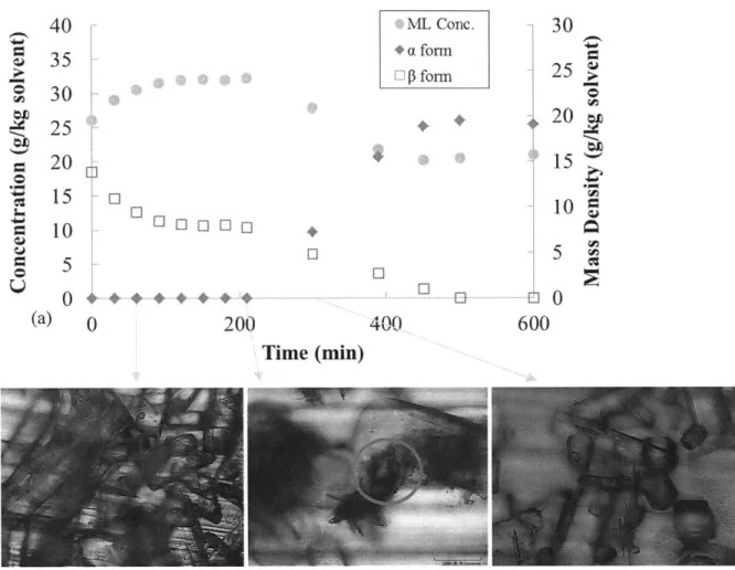 Figure 2.11.  Steady  state  transition from  P  to a polymorph  in  seeded  25'C  MSMPR  (120 minutes  residence  time):  (a)  polymorph  mass density profiles  and  (b)  optical  images  of the