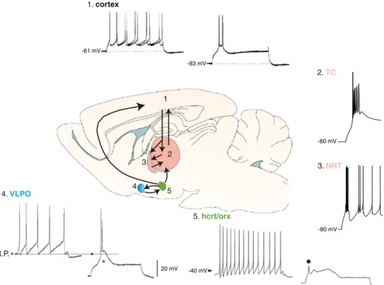 Fig. 4 Interconnected brain areas involved in sleep control and EEG sleep waves generation that present T-type dependent activity.