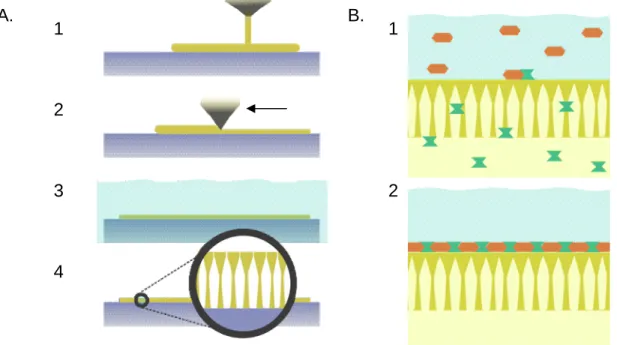 Figure  1.1.  Breakthrough  polymer  membrane  fabrication  schemes  include  the  Loeb-Sourirajan  phase  inversion  process  (A)  and  interfacial  polymerization  (B);  A:  a  polymer  solution  (1)  is  formed  into  a  thin,  uniform  layer  (2)  on  