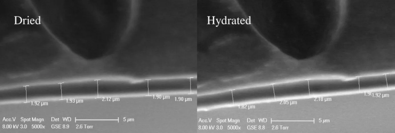 Figure 3.4. GSE ESEM images of cross sections of PAN-g-PEO comb coatings at 10 °C and 2.6 Torr  water  pressure  showing  that  no  change  in  thickness  occurs  when  the  dried  (left)  coating  is  hydrated  (right)