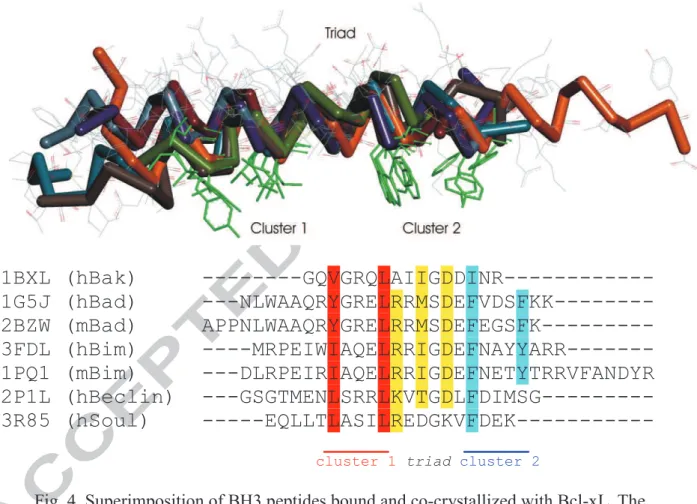 Fig. 4  Superimposition of BH3 peptides bound and co-crystallized with Bcl-xL. The  sequence alignment is based on Bcl-xL protein structure superposition