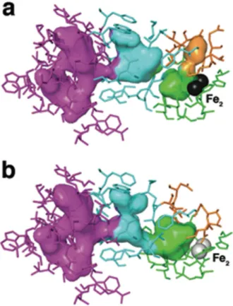 Figure 3. Pore closure and cavity opening upon MMOH-MMOB complex formation Views of cavities 1 (green), 2 (cyan), and 3 (magenta), and the pore region (orange) are shown as translucent van der Waals surfaces in the hydroxylase interior