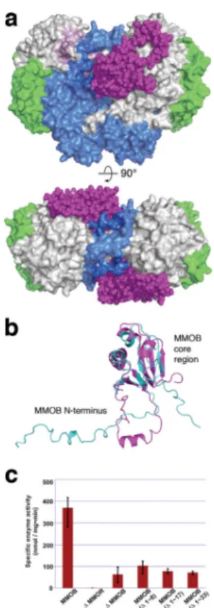 Figure 1. MMOB induces conformational changes that affect function