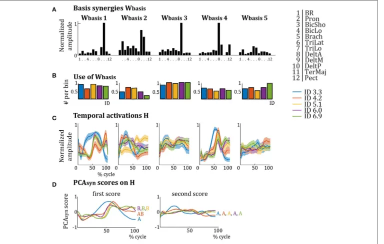 FIGURE 4 | (A) Synergy weights from Figure 3 averaged per cluster (W basis ). Per basis synergy, the normalized weight of each of the 12 muscles is represented.