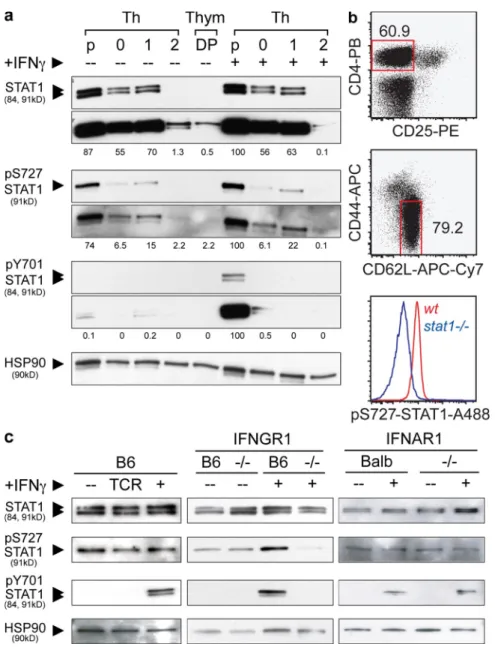 Figure 3.  Phosphorylation status of STAT1 during T cell development differentiation and activation