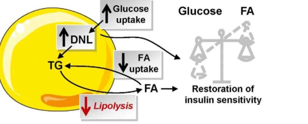 Figure 10. Consequence of partial inhibition of WAT lipolysis on fatty acid and glucose metabolism and insulin sensitivity