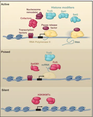 Figure 1. Models for Transcriptionally Active, Poised, and Silent Genes