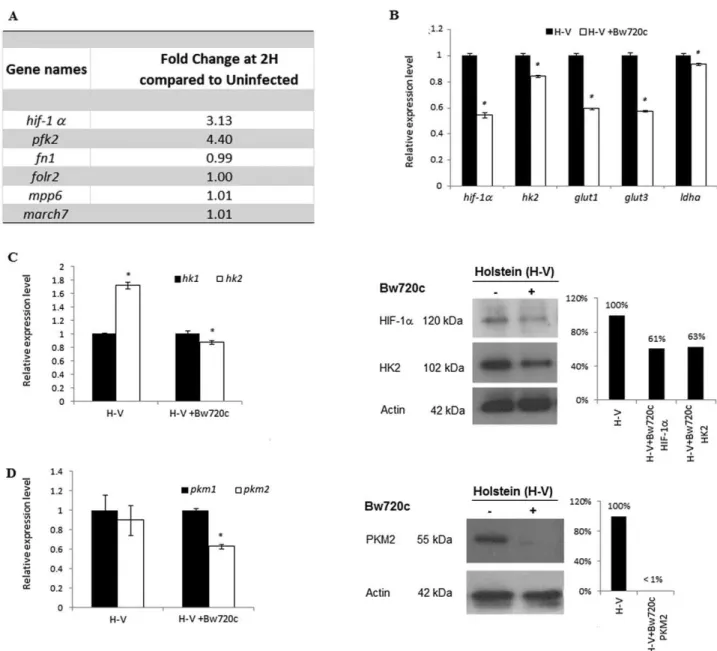 Fig. 1. In Holstein-Friesian infected leukocytes HIF-1α activation is parasite-dependent and leads to upregulated expression of HIF-1α target genes.