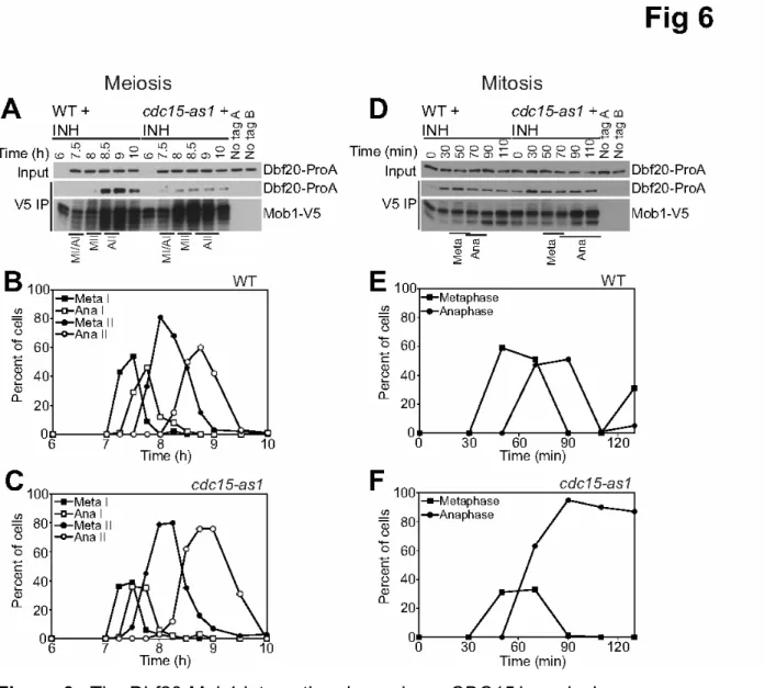 Figure 6.  The Dbf20-Mob1 interaction depends on CDC15 in meiosis.   