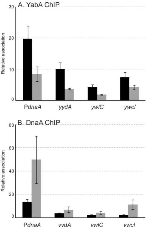 Figure 6. Increased production of DnaN causes decreased association of YabA and increased association of DnaA