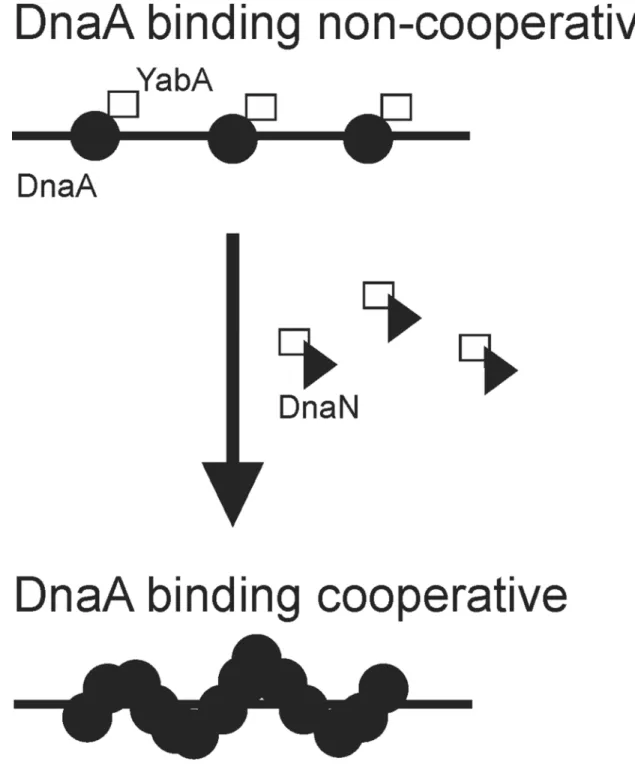 Figure 7. Model for effects of YabA and DnaN on cooperative binding by DnaA