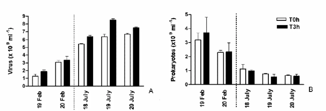 Figure 5 : Hourly survey of viriobenthos (A) and prokaryotes (B) during the diurnal emersion  period in  February  and July 2008