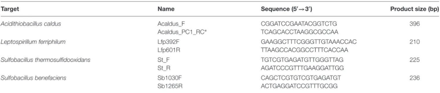 TABLE 1 | Designed primers for the quantification by qPCR of bacterial species of the KCC consortium.