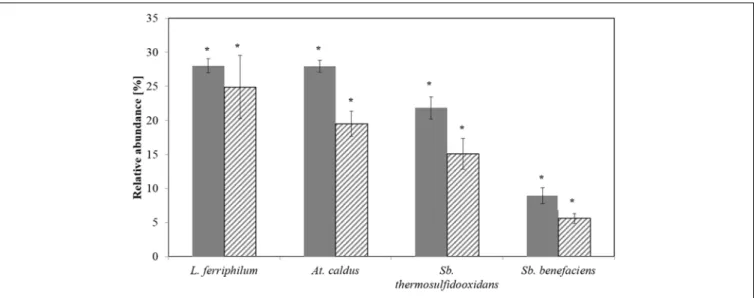 FIGURE 2 | Relative abundances of the dominant bioleaching species at step 5 as determined by CE-SSCP (plain) and qPCR (hatched)