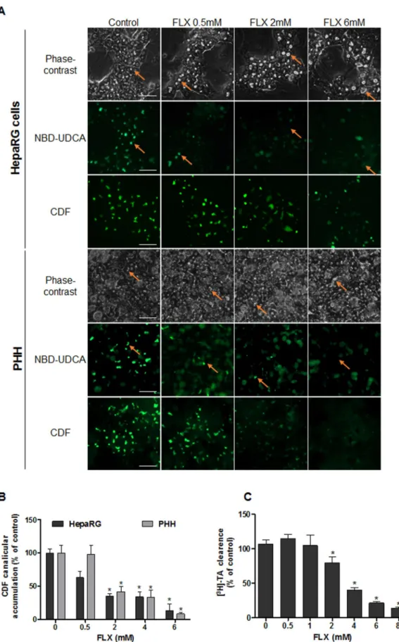 Figure 2.  Effects of FLX on labelled bile acids and CDF clearance in HepaRG cells and PHH