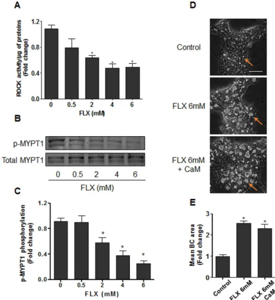 Figure 3.  Alteration of ROCK activity and MYPT1 phosphorylation by FLX. (A) HepaRG cells were treated  with FLX (0–6 mM) for 4 h, then ROCK activity was assessed using a ROCK activity assay Kit (Millipore,  catalogue CSA001)