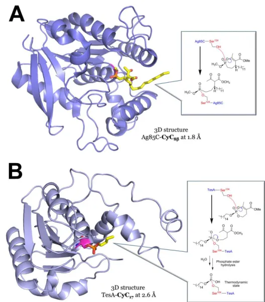 Figure  6.  Crystal  structures  of  (A)  Ag85C  in  complex  with  CyC 8β   (PDB  ID:  5OCJ;  1.8Å 361 