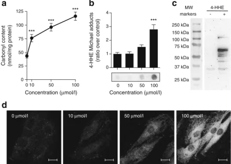 Fig. 5 4-HHE-induced carbonylation in muscle cells. Rat L6 cells were exposed to 4-HHE for 30 min