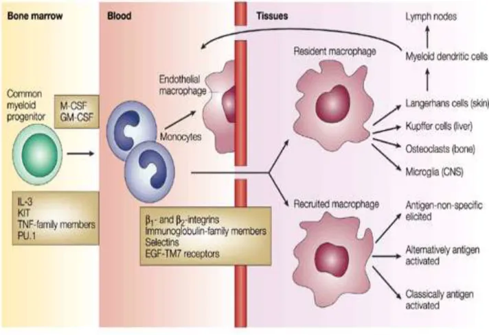 Figure 1.2. Origine  et  différenciation  des  monocytes/  macrophages  .Les  phagocytes  mononucléaires  proviennent  de  précurseurs  dans  la  moelle  osseuse