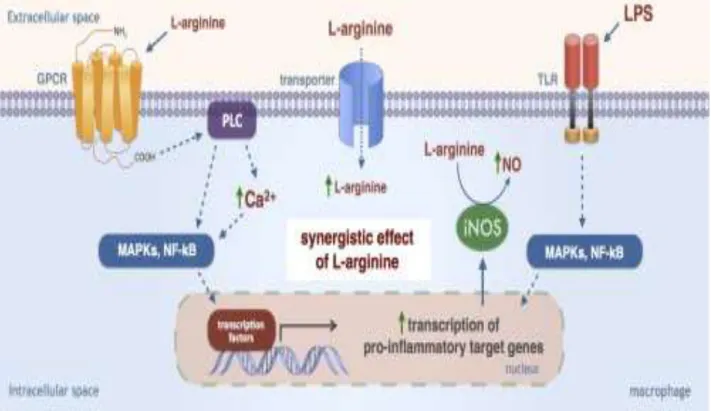Figure  1.5.    Régulation  de  l'arginine  dépendante  de  l'activation  des  macrophages  (Pekarova and Lojek, 2015)