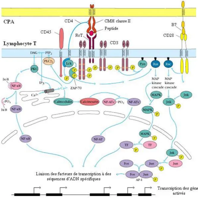 Figure 1.6. Résumé schématique des signaux d’activation intracellulaire des  lymphocytes T CD4+(Goldsby and Goldsby, 2003) 
