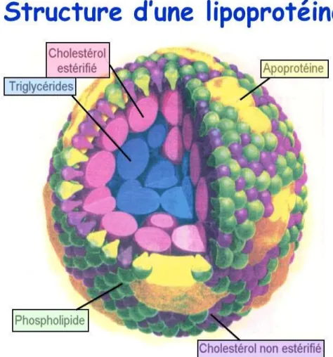 Figure 1.8. Structure d'une lipoprotéine (Feingold and Grunfeld, 2000) 