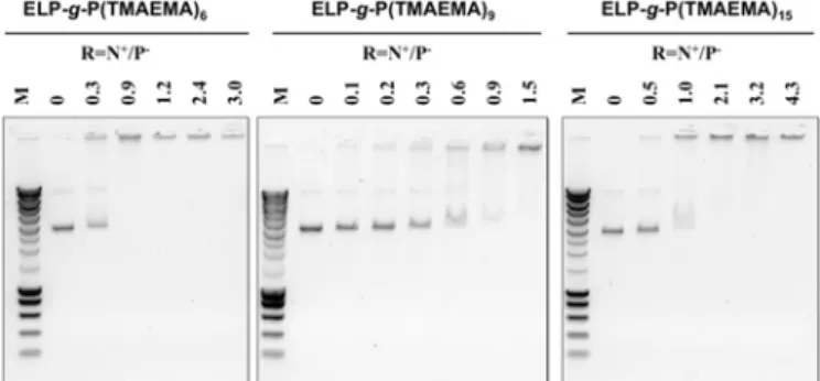 Fig. 6. Agarose gel electrophoresis assays showing the effect of  N + /P -   charge ratio for a) ELP-g-P(TMAEMA) 6 , b) 