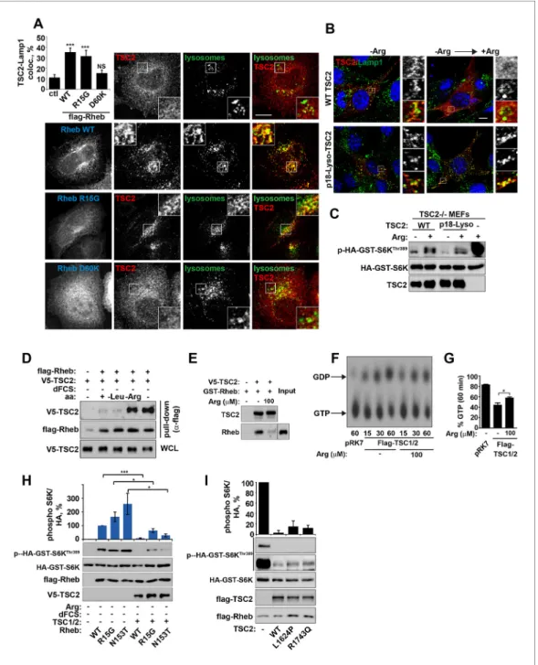 Figure 4. Arginine regulates the ability of TSC2 to bind and inhibit GTP-loaded Rheb independent of its ability to promote GTPase activity