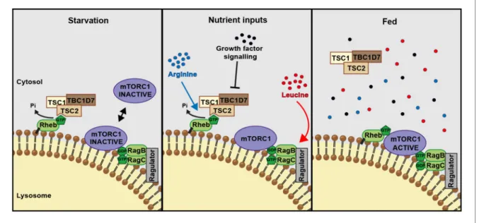 Figure 6. A model of amino acid-dependent mTORC1 regulation. Amino acids, most notably leucine activates mTORC1 via Rag GTPases and recruitment of mTOR to lysosomes