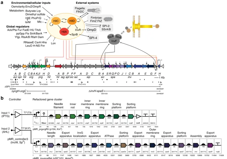 Figure 1 | The native and refactored versions of SPI-1 are compared. (a) SPI-1 is shown with the known internal and global regulatory network 24,58,67 