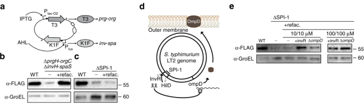 Figure 3 | Completion of the refactored SPI-1. (a) The dual controller is shown where T7*(T3) and T7*(K1F) are under IPTG- and AHL-inducible control, respectively (Supplementary Fig