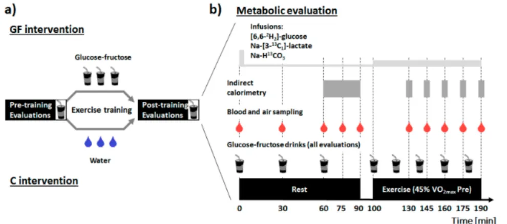 Figure 1. Study design (a) and description of the metabolic evaluations (b). Drinks containing 19 g glucose and 12 g fructose were administered at time 0, 30 and 60 min at rest, and at 20 min intervals during exercise