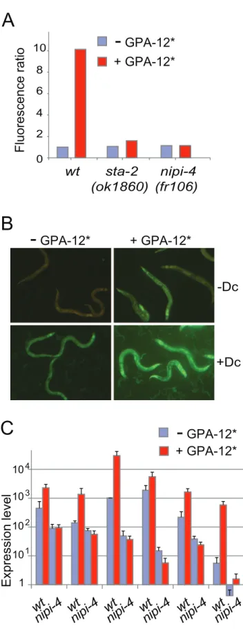 Figure 5. nipi-4 genetically interacts with the G-protein/PKCd/