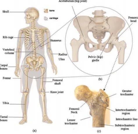 Figure I-1 Corps squelettique humain: (a) système squelettique humain; B) les os de la hanche et du  bassin; Et (c) l'anatomie du fémur proximal humain
